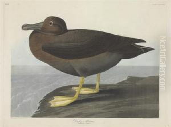 Diomedea Fusca Oil Painting by Robert Havell, Jr.