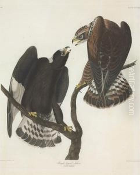 Buteo Lagopus Oil Painting by Robert Havell, Jr.