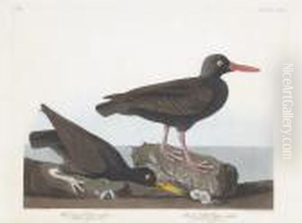 Haematopus Bachmani. Haematopus Townsendi Oil Painting by Robert Havell, Jr.