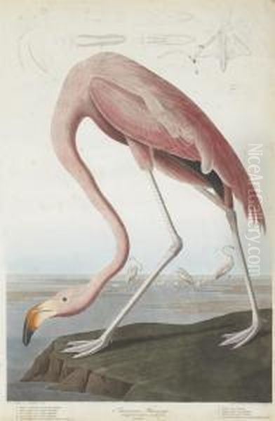 Phoenicopterus Ruber Oil Painting by Robert Havell, Jr.