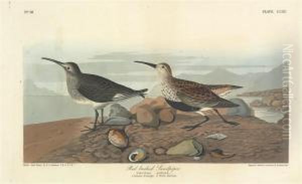 Tringa Alpina Oil Painting by Robert Havell, Jr.