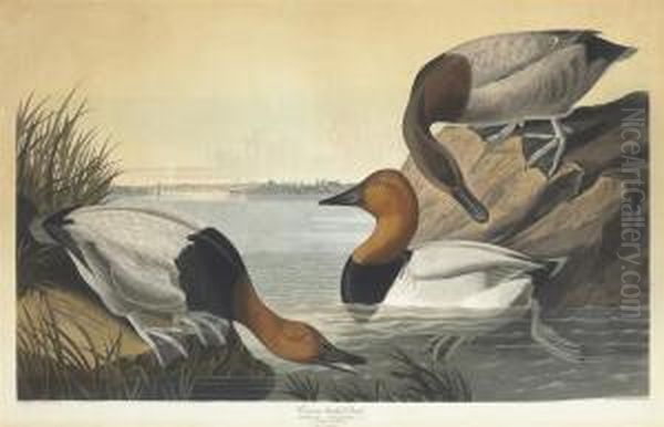 Fuligula Vallisneria Oil Painting by Robert Havell, Jr.