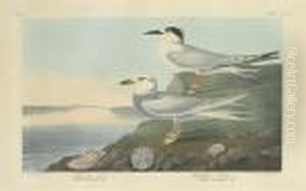 Sterna Havelli. Sterna Trudeaui Oil Painting by Robert Havell, Jr.