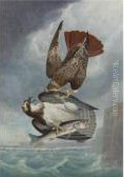 Red-tailed Hawk And Osprey Oil Painting by Robert Havell, Jr.