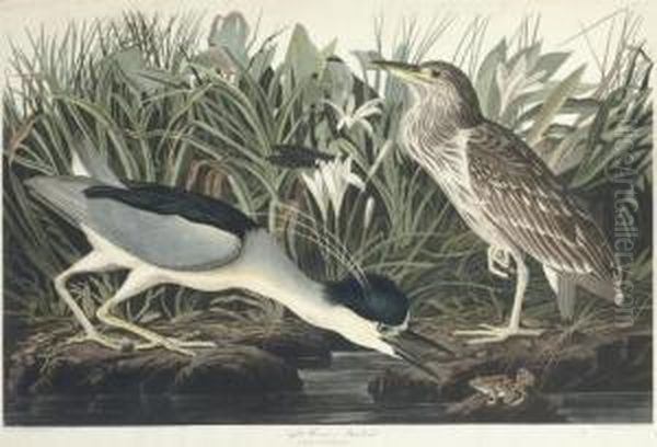 Night Heron Or Qua Bird (ccxxxvi)
Ardea Nycticorax Oil Painting by Robert Havell, Jr.