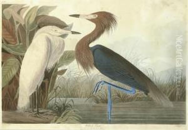 Reddish Egret (plate Cclvi)
Adrea Rufescens Oil Painting by Robert Havell, Jr.