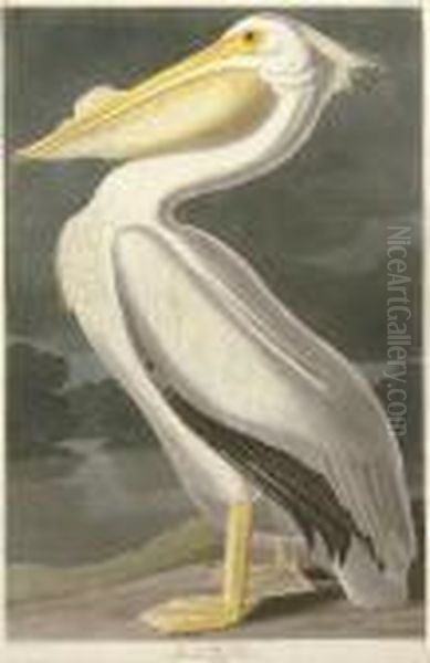 American White Pelican (plate Cccxi)
Pelicanus Americanus Oil Painting by Robert Havell, Jr.