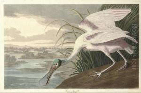 Platalea Ajaja Oil Painting by Robert Havell, Jr.