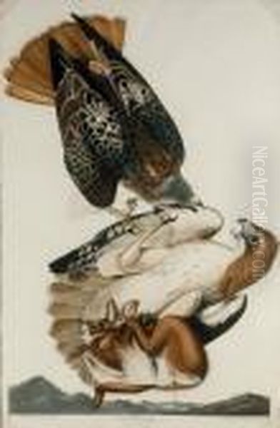 Red Tailed Hawk (plate 51) Oil Painting by Robert Havell, Jr.