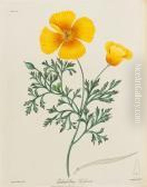 Natural History
Roscoe (margaret Lace) Floral Illustrations Of The Seasons, Consisting 
Of Representations Drawn From Nature Of Some Of The Most Beautiful,hardy
 And Rare Herbaceous Plants Cultivated In The Flower Garden Oil Painting by Robert Havell, Jr.