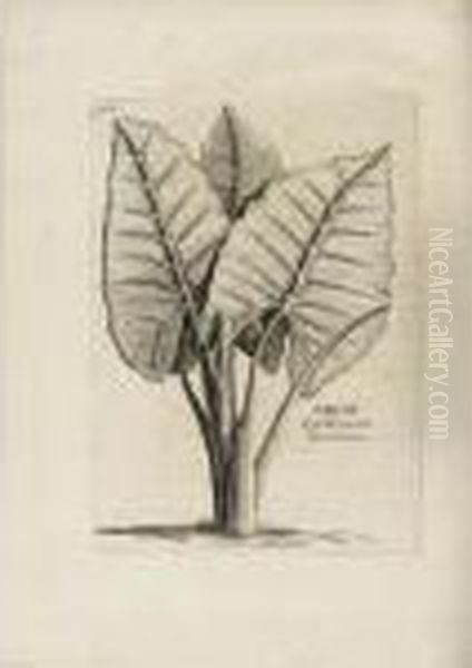 The Library Of The Earl Of 
Macclesfield Removed From Shirburn Castle: Part 1 Natural History Oil Painting by Rene Georges Hermann-Paul