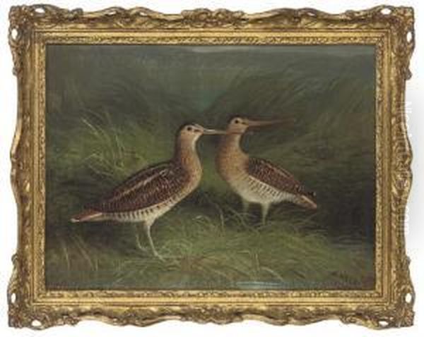 Snipe On The Bank Of A River Oil Painting by Abel Hold