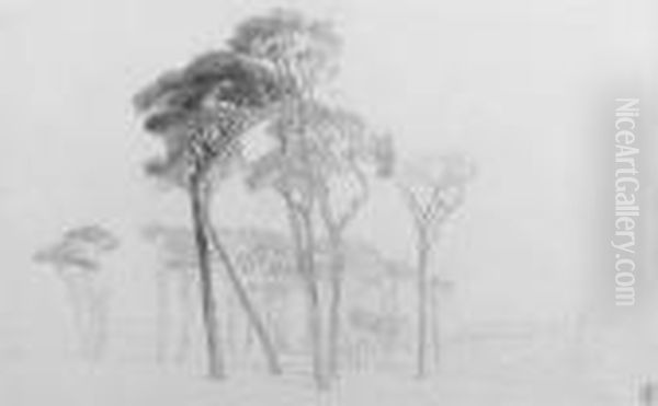 Umbrella Pines In The Campagna Near Rome, Italy Oil Painting by Harry John Johnson