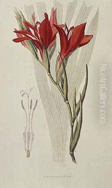 Gladiolus: (Red) from `Flora Conspicua', 1825 Oil Painting by William Clark