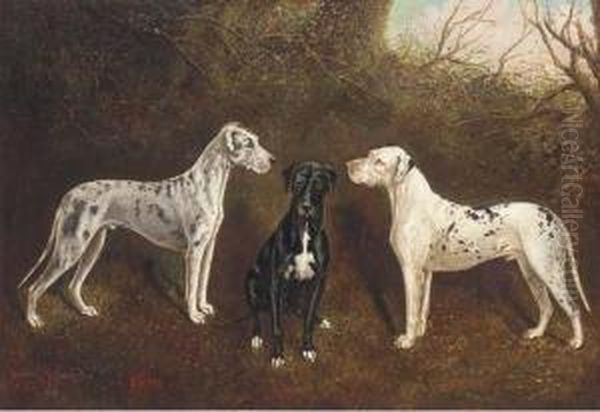 The Great Danes, Highfield 
Schamberg, Highfield Bess, And Highfieldviking, The Property Of George 
Ray Esq. Of Highfields,nantwich Oil Painting by Herbert Jones
