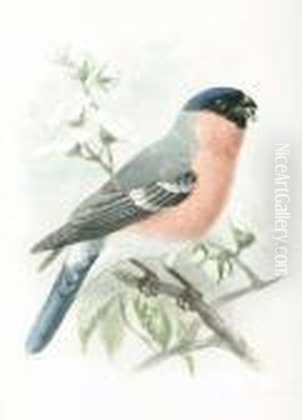 A Collared Dove By A Nest; A 
Bearded Tit; A Humming Bird; A Bullfinch; A Reed Warbler At A Nest Oil Painting by Johan Gerard Keulemans