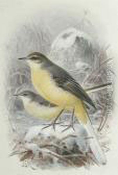 Yellow Wagtails Oil Painting by Johan Gerard Keulemans