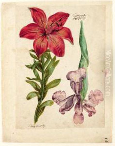 A Study Of An Orange Lily And An Iris Oil Painting by Jacques le Moyne de Morgues