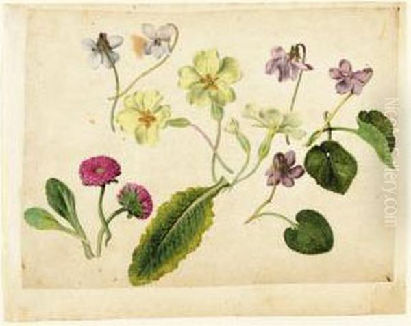 A Sheet Of Studies Of Flowers: 
Two Double Daisies, Four Primroses And Five Violets With Separate 
Studies Of Their Leaves Oil Painting by Jacques le Moyne de Morgues