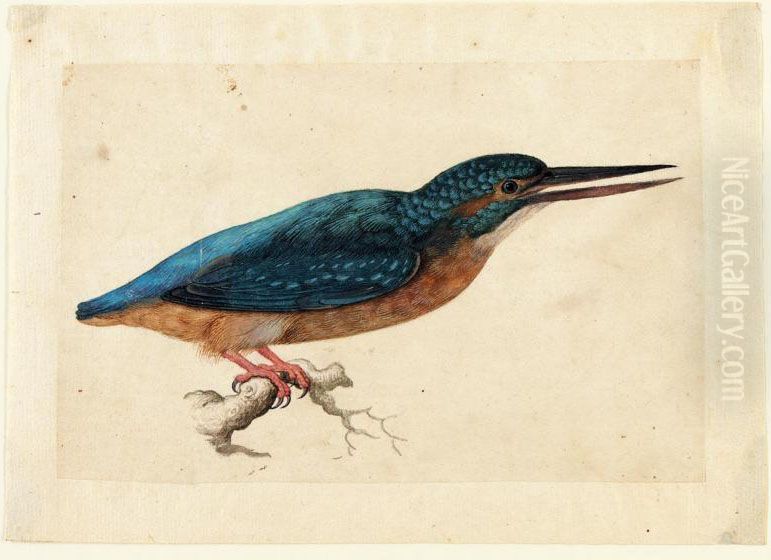 A Kingfisher On A Branch Oil Painting by Jacques le Moyne de Morgues