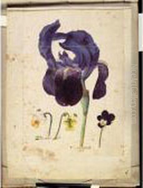 A Sheet Of Studies Of Flowers: A German Iris And Three Violets Oil Painting by Jacques le Moyne de Morgues
