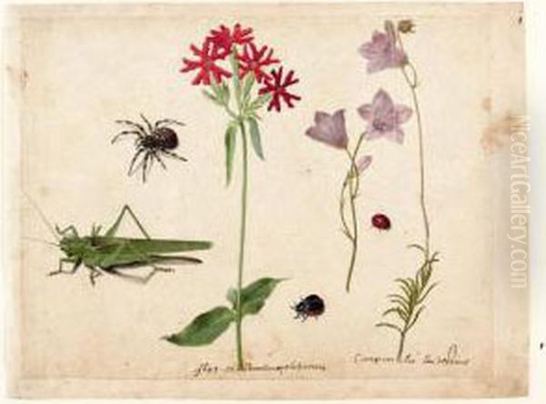 A Sheet Of Studies With A 
Grasshopper, A Spider, A Ladybird And A May-bug, And Two Campanulas And A
 Maltese Cross Oil Painting by Jacques le Moyne de Morgues