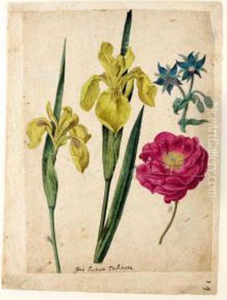 A Sheet Of Studies Of Flowers: A Borage, A French Rose And Two Wild Irises 'yellow Flag' Oil Painting by Jacques le Moyne de Morgues