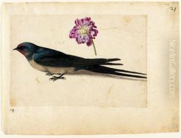 A Sheet Of Studies With A Swallow And A Double Gilliflower Oil Painting by Jacques le Moyne de Morgues