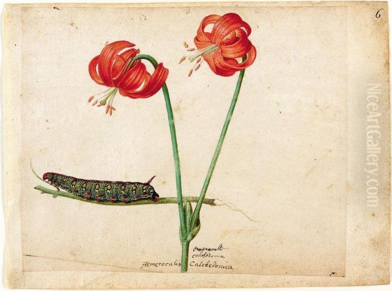 A Sheet Of Studies With Two Day Lilies And A Caterpillar Oil Painting by Jacques le Moyne de Morgues