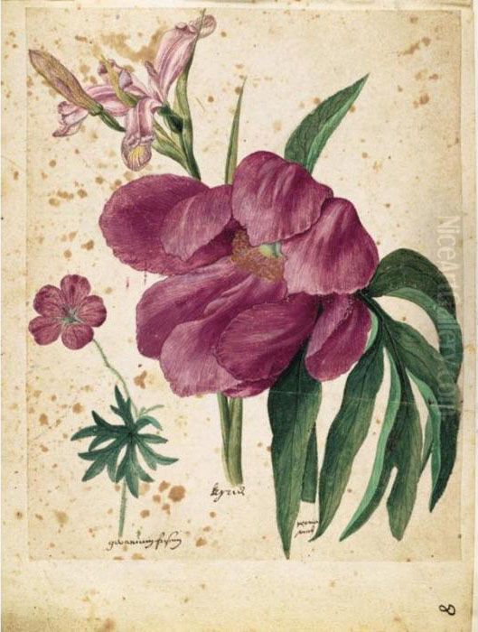 A Sheet Of Studies Of Flowers: A Peony, A Spanish Iris And A Wild Geranium Oil Painting by Jacques le Moyne de Morgues