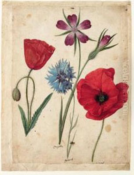 A Sheet Of Studies Of Flowers: Two Corn Poppies, A Corn Cockle And A Cornflower Oil Painting by Jacques le Moyne de Morgues