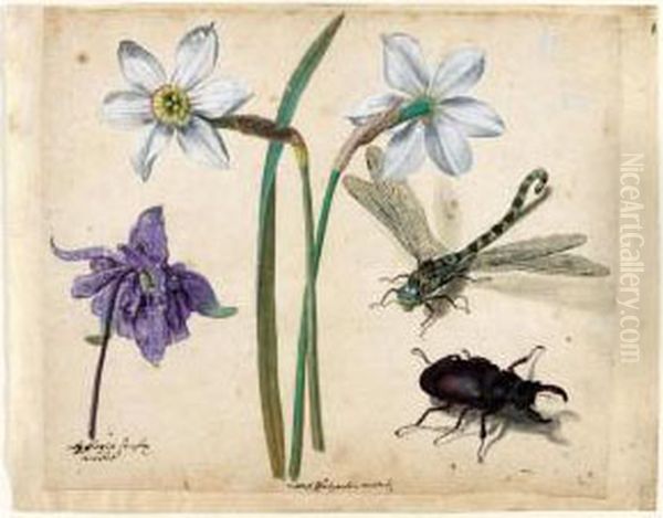 A Sheet Of Studies Of Flowers 
And Insects: Two Narcissi And A Columbine, With A Dragonfly And A Stag 
Beetle Oil Painting by Jacques le Moyne de Morgues