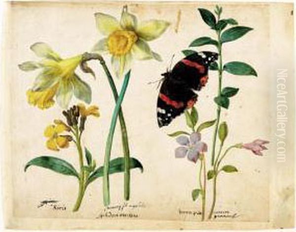 A Sheet Of Studies Of Flowers: A
 Gilliflower, Two Wild Daffodils, A Lesser Periwinkle And A Red Admiral 
Butterfly Oil Painting by Jacques le Moyne de Morgues