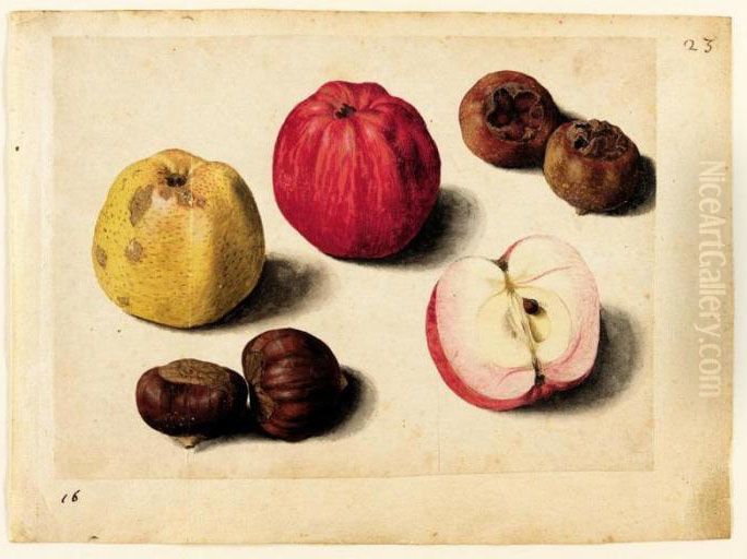 A Sheet Of Studies Of Fruits: Apples, Chestnuts And Medlars Oil Painting by Jacques le Moyne de Morgues