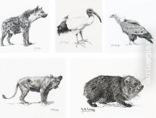 Sacred Ibis; Griffon Vulture; Hyrax; Hyenna And Lioness Oil Painting by William Robinson Leigh