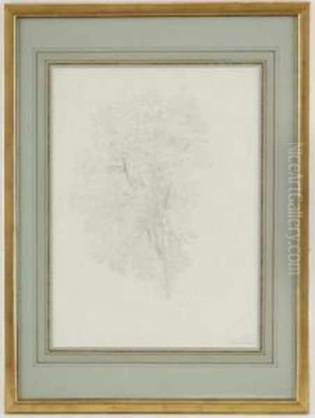 Etude D'arbre Oil Painting by Jean Antoine Linck