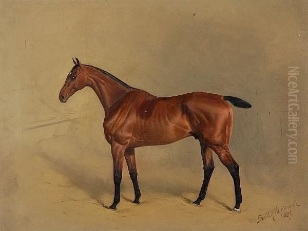 Portrait Of A Bay Racehorse Oil Painting by Basil J. Nightingale