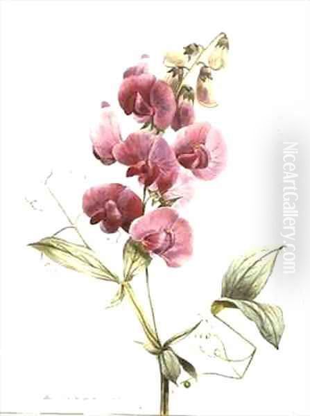 Lathyrus latifolius Everlasting Pea Oil Painting by Louise D'Orleans