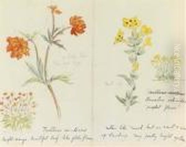 Trollius Asiaticus And Arnebia 
Echioides 'prophet Flower' Recto Andpolemonium Zepeus Verso Oil Painting by Helen Beatrix Potter