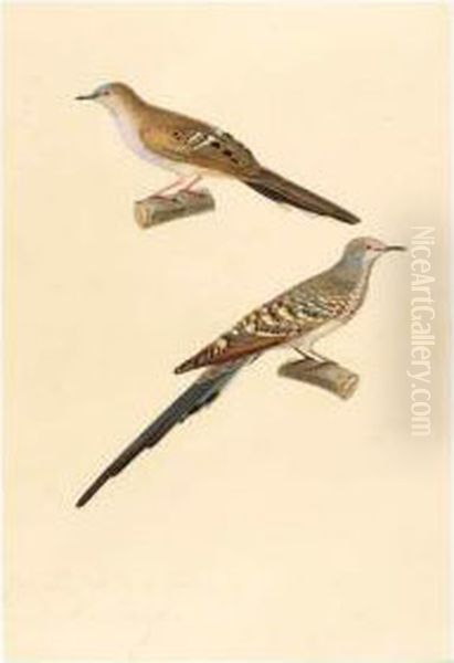 [turtle Doves]. French, 1824, 
Visible Area 355 X 240mm., Original Watercolour Drawing, Signed And 
Dated Within The Image, Mounted Oil Painting by Jean Gabriel Pretre