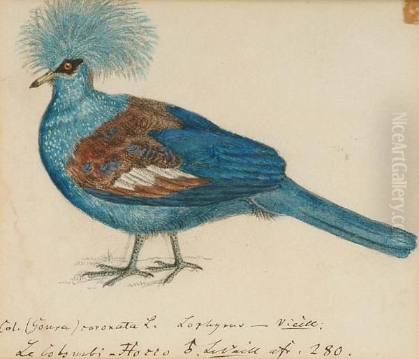 Blue Crowned Pigeon (goura 
Cristata, New Guinea); Large Himalayan Greenbilled Malkoha (rhapodytes 
Tristis, Asia); A. Coua (madagasca); Pied Puffbird (notharchus Tectus, 
South America); Chestnut-throated Seedeater (sporophila Telasco); 
Swallow Wing Oil Painting by Heinrich Gottlieb Ludwig Reichenbach