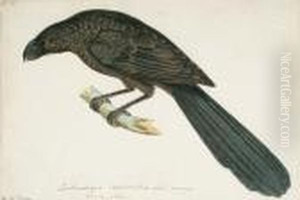 Groove Billed Ani (crotophaga 
Sulcirostris, Central America); Evening Grosbeak (hespriphona 
Vespertina, North America); Coucal (cuckoo Family); Black And White 
Cuckoo (clawator Jacobinus, Africa); Scaly-breasted Ground Dove 
(columbina Passerina, M Oil Painting by Heinrich Gottlieb Ludwig Reichenbach