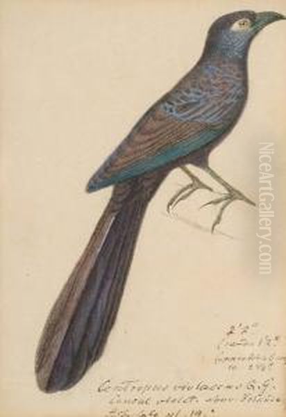 Centripus Violaceus (new Ireland
 And New Britain, Pacific); Common Black Hawk (buteogallus Anthragius, 
South America); Coua Serriana (madagasca); Egyptian Vulture (neophron 
Perenopterus); Gray-crested Finch (lophospingus Griseocristatus, South 
Ame Oil Painting by Heinrich Gottlieb Ludwig Reichenbach