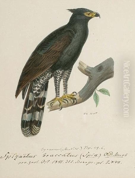 Black Eagle Hawk; Crested 
Serpent Eagle (spilornis Cheela); Changeable Hawk Eagle (spitaetus 
Limmaeetus); Steller's Sea Eagle, China, Korea; Steppe Eagle (aquila 
Nipalenis); Bat Hawk (machaerhamphus Alcinus); Hawk Eagle Java (nisaetus
 Cirrhatus);  Oil Painting by Heinrich Gottlieb Ludwig Reichenbach
