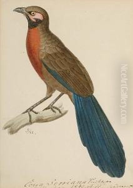 Red Breasted Couna; Crested Or 
Common Caracara (polyborus Plancus); Crested Cuckoo-hawk (avicede 
Cristata); Falcon; Jerdona Raza; Black-backed Grosbeak; Centropus 
Monachus (blue Headed Coucal, Africa); Siberian Honey Buzzard (india); 
Siberian Hone Oil Painting by Heinrich Gottlieb Ludwig Reichenbach