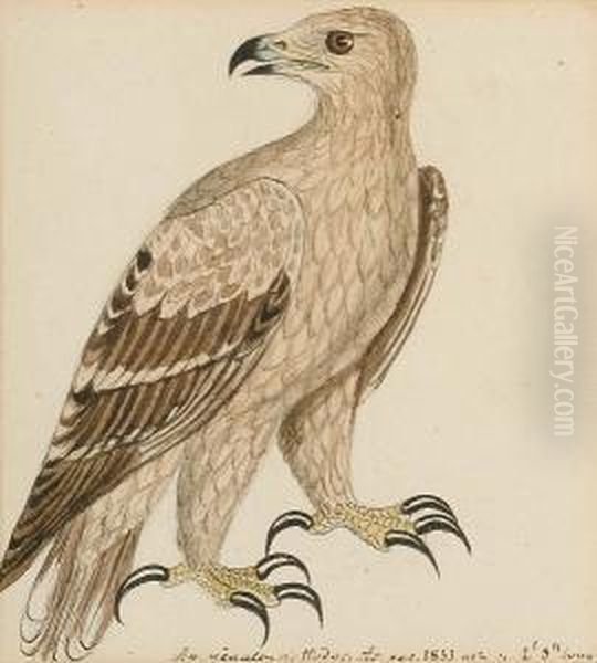 Crested Serpent Eagle; Booted 
Hawk-eagle (hietaaetus Pennatus); Bonelli's Or Slender Hawk Eagle; 
Yellow Grosbeak (pheucticus Chrysopeplus, South America); A Hawk Oil Painting by Heinrich Gottlieb Ludwig Reichenbach