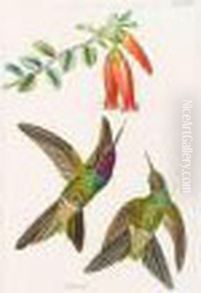 Die Vollstandigste Naturgeschichte Der Vogel Des In- Und Auslandes. Oil Painting by Heinrich Gottlieb Ludwig Reichenbach