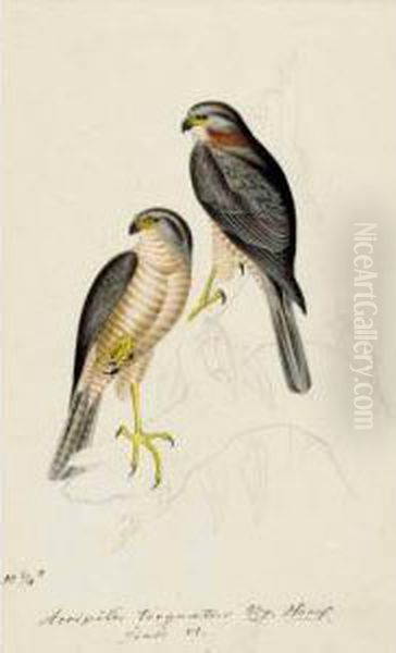 An Album Of Original Pencil And Watercolour Drawings Of Birds Of
 Prey. 
German, Mid-nineteenth Century Oil Painting by Heinrich Gottlieb Ludwig Reichenbach