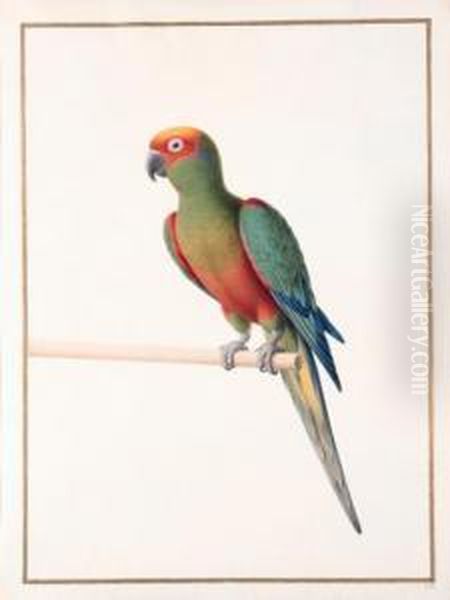 Conure A Tete D'or - 
Golden-capped Conure - Aratinga Auricapilla Aurifrons. Native To Brazil Oil Painting by Nicolas Robert