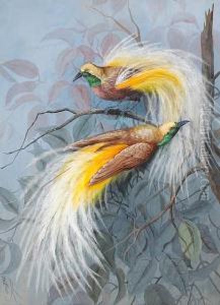 Two Male Birds Of Paradise In The Branches Of A Tree Oil Painting by Marian Ellis Rowan